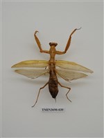 藏品(螳螂)的圖片